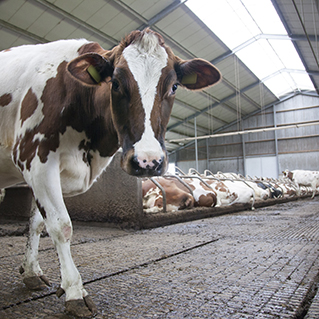 Onderhandeling collectief aanbod stalvloer opruwen afgerond