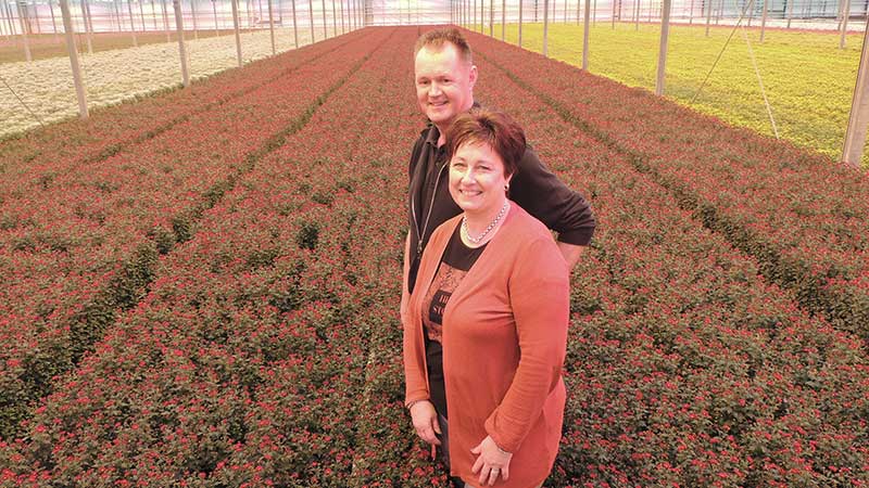 Chrysantenkwekerij Westeringh Flowers sloot het hele glastuinbouwpakket over naar LTO Verzekeringen