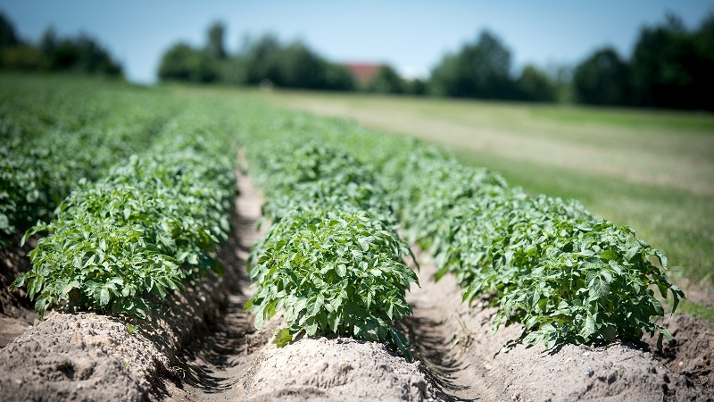 BioScope op de Aardappeldemodag Online (19 augustus)