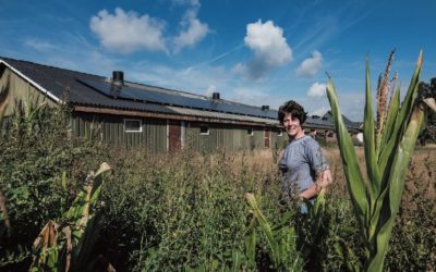 ‘Zonnepanelen passen bij maatschappelijk verantwoord ondernemen’