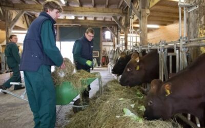 Preventiemaatregelen stalbrand zijn cruciaal