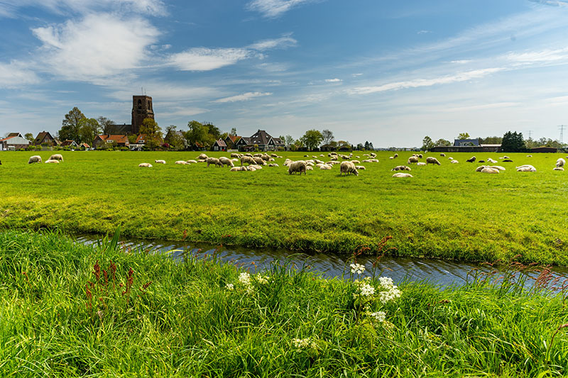 Met gras nemen we de CO2-uitstoot te grazen